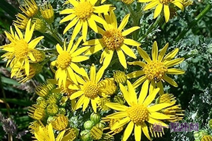 8月13日生日花：泽菊，生日花语隐居