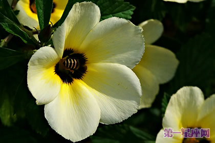 花语:时钟花,生日花语福音