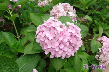 八仙花的花语：代表着美满和团圆