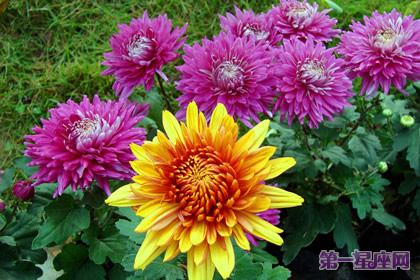 花语:秋菊,生日花语晚热