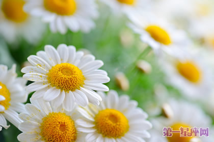 花语:白菊花,生日花语高尚