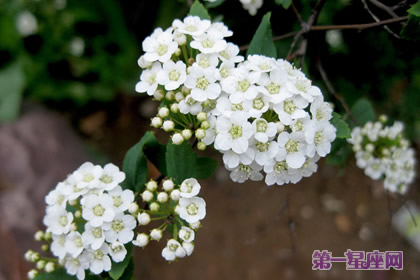 香雪球的花语:甜蜜的回忆