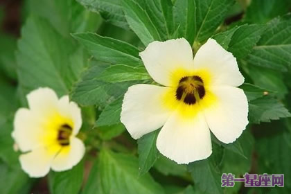 各种花的花语:时钟花花语