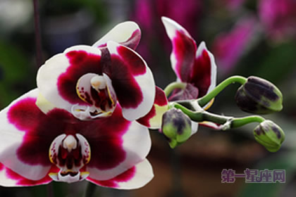 红心蝴蝶兰:鸿运当头、永结同心