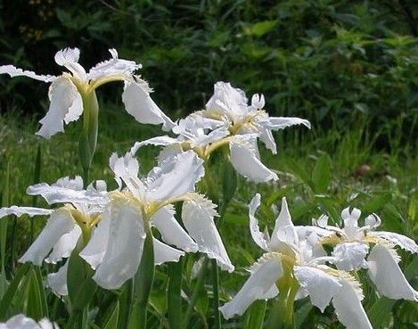 鸢尾与百合区别在哪？