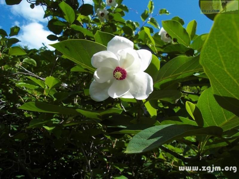 天女木兰的花语