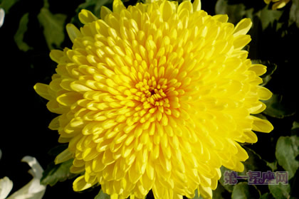 中国十大名花之一:独立冰霜的菊花