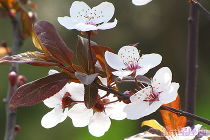 紫叶李的花语是什么