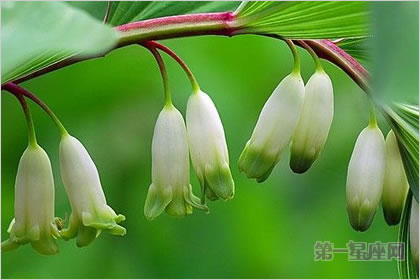 5月9日花语：所罗门的封印，生日花语痊愈