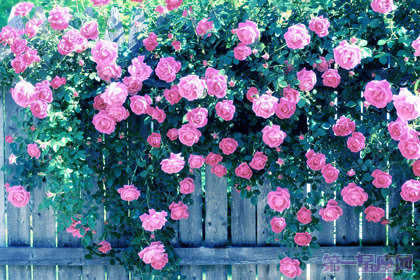 不同种类的蔷薇花语知多少？