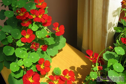 你知道旱金莲的花语吗？