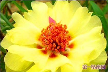 半枝莲花花语:阳光、朝气