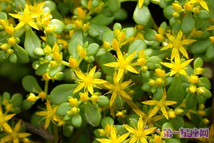 生日花语:佛甲草的花语是什么?