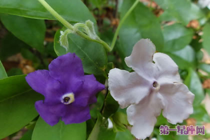 各种花的花语:鸳鸯茉莉的花语是什么?
