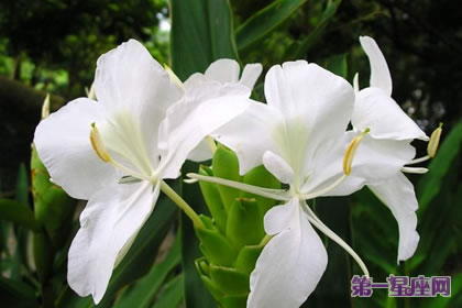 姜花花语:信赖,高洁清雅