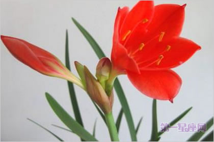 4月9日花语：红水仙，生日花语悔改