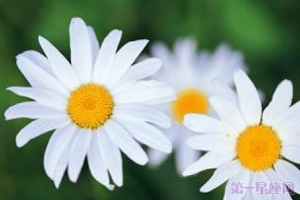 玛格烈菊花语是什么？