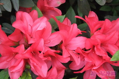 花中西施是什么花？