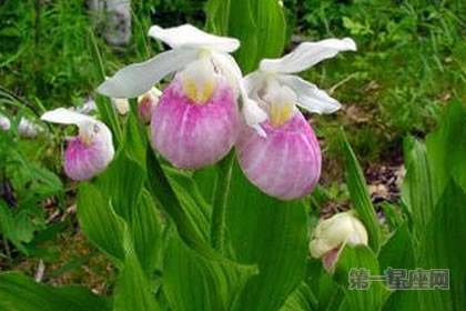 6月23日花语：仙女鞋，生日花语稀有