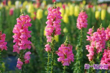 7月10日花语:金鱼草,生日花语伪装