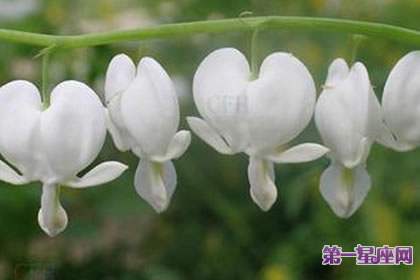 7月11日花语：白蔓荷包牡丹，生日花语嘲讽般的笑容