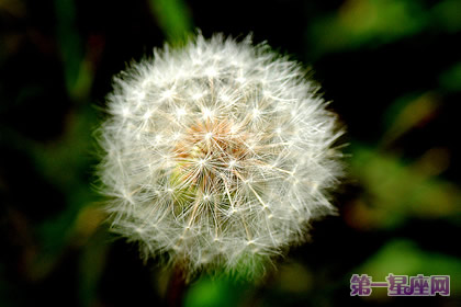 9月6日花语：秋蒲公英，生日花语诱惑