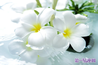 9月11日花语:水仙,生日花语良药